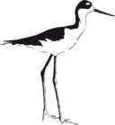 Black Necked Stilt