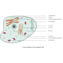 download Animal Cell Labelled clipart image with 315 hue color