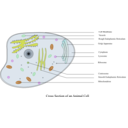 download Animal Cell Labelled clipart image with 0 hue color