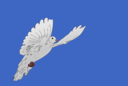 Dove