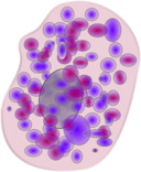 Mast Cell