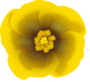 Flower Yellow