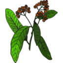 download Allspice Colored Version clipart image with 0 hue color