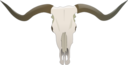 Longhorn Skull