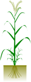 Cereal Plant