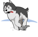 Husky Running In Snow