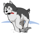 download Husky Running In Snow clipart image with 0 hue color
