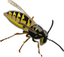 Wasp