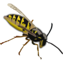 download Wasp clipart image with 0 hue color