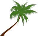 Palm Tree