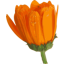 download Flower 07 clipart image with 0 hue color