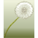 download Pusteblume 2 Dandelion Clock clipart image with 0 hue color