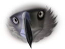 Eagle Face