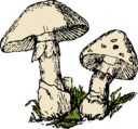 Two Mushrooms