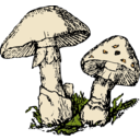 download Two Mushrooms clipart image with 0 hue color