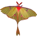 download Luna Moth Actias Luna clipart image with 315 hue color