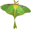 Luna Moth Actias Luna