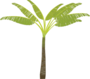 Palm Tree