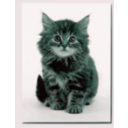 download Sweet Kitten clipart image with 135 hue color