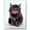 download Sweet Kitten clipart image with 315 hue color