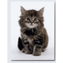 download Sweet Kitten clipart image with 0 hue color