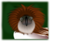 Philippine Eagle