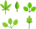 Set Of Leaves