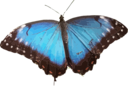 Morpho Peleides