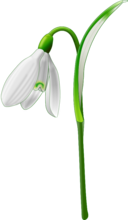 Snowdrop Galanthus Nivalis