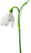 Snowdrop Galanthus Nivalis