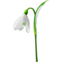 download Snowdrop Galanthus Nivalis clipart image with 0 hue color