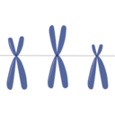download Acrocentric Chromosomes clipart image with 315 hue color