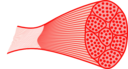 Skeletal Muscle