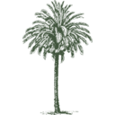 download Date Palm clipart image with 0 hue color