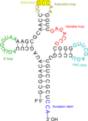 Transfer Rna 2