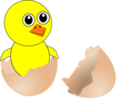 Funny Chick Cartoon Newborn Coming Out From The Egg