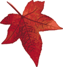 Red Maple Leaf