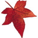 download Red Maple Leaf clipart image with 0 hue color