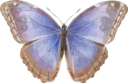 Morpho Helenor