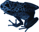 Azureus Frog