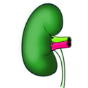 download Kidney clipart image with 90 hue color