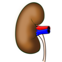 download Kidney clipart image with 0 hue color