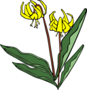 Gg Erythronium Grandiflorum