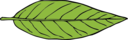 Lanceolate Leaf 2