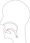 Midsagittal J Voiced Postalveolar Affricate