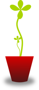 Tender Plant