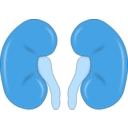 download Kidney Reins clipart image with 180 hue color