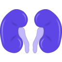 download Kidney Reins clipart image with 225 hue color