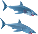 Blue Shark