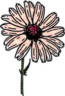 Colored Daisy 2